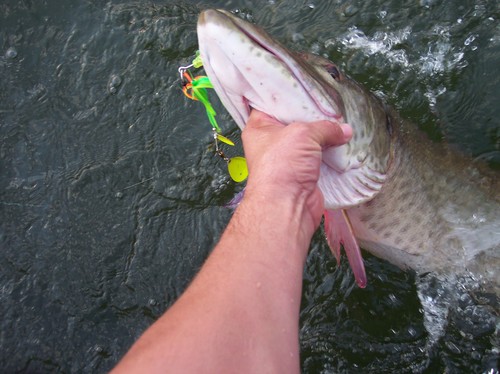 Muskie Fishing Photo